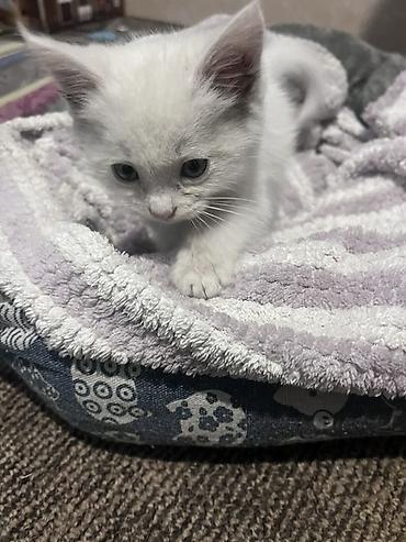 котик белый: Кошка даром: Беспородная, 1 месяц, Мальчик — 2
