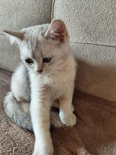 мал кой: 🐾 Британский котёнок, мальчик. Светлый окрас, большие выразительные — 3