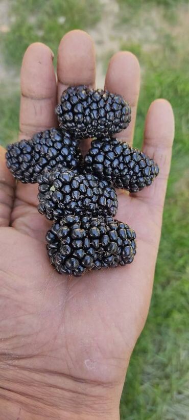 Фрукты и ягоды: Саженцы (есть корень на продажу) ежевики ремонтантной сорта Блек Джем — 9