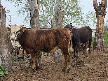 Коровы, быки: Продаю | Бык (самец) | На откорм | Привязанные — 5