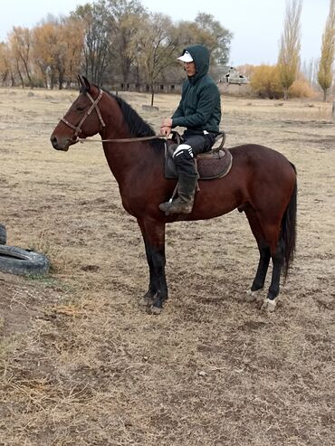 корм отход: Сатам | Жылкы (эркек) | Жумушка