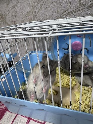 домик для маленькой собаки: Hamster və qəfəs seti - Növ: xırda dekorativ hamsterlər (bir neçə — 3