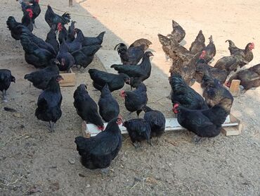 Toyuqlar: Toyuq, Australorp, Yumurtalıq — 2