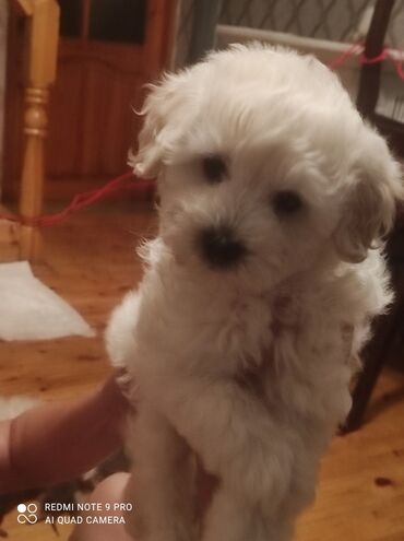 Bentley: Pudel, 2 ay, Dişi, Ünvandan götürmə, Ödənişli çatdırılma