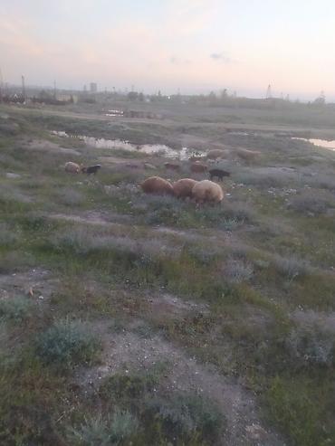 Qoyunlar, qoçlar: Qoyunlar — 9