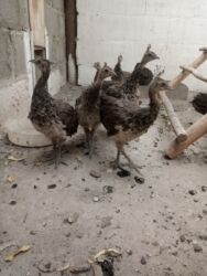 дома на продажу в бишкеке: Продаю подростков индийских павлинят этого года парами и по