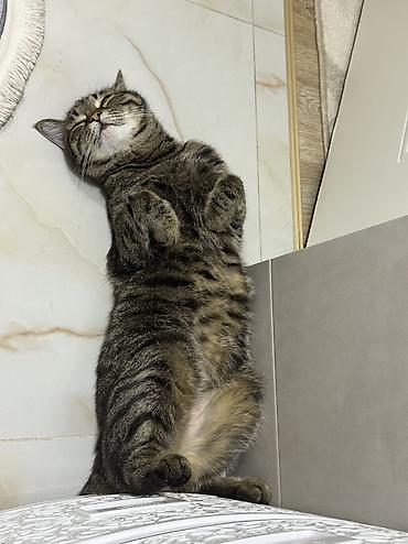 рыжая кошка: Кошка даром: Беспородная, 5 лет, Девочка, Кастрирована, Приучена к лотку, Проглистована — 9