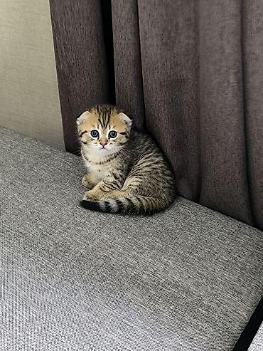 британские кошки: Скотиш Страйт (Шотландская прямоухая), 1 месяц, Девочка, Проглистована — 4