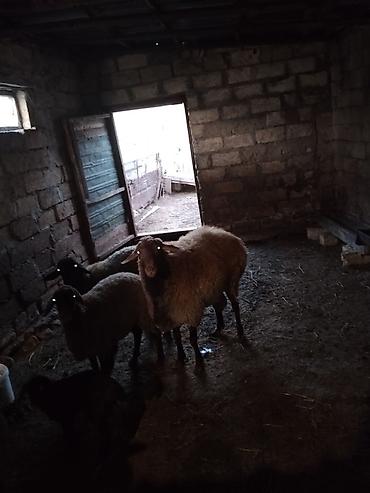 il: Erkək, il: 1, 50 kq, Damazlıq, Ünvandan götürmə — 6