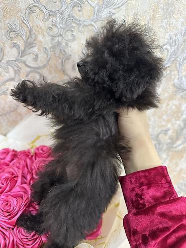 İtlər: Pudel, 3 ay, Erkek, Sənədli, Ünvandan götürmə, Ödənişli çatdırılma — 4