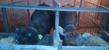 Коровы, быки: Продаю | Тёлка | На откорм, На забой, Для разведения | Не стельные, Привязанные