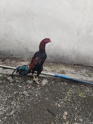 bita satilir: Satılır: Xoruz (uzunboyun, atletik quruluşlu) - Cins tipi: oyun/şamo — 1