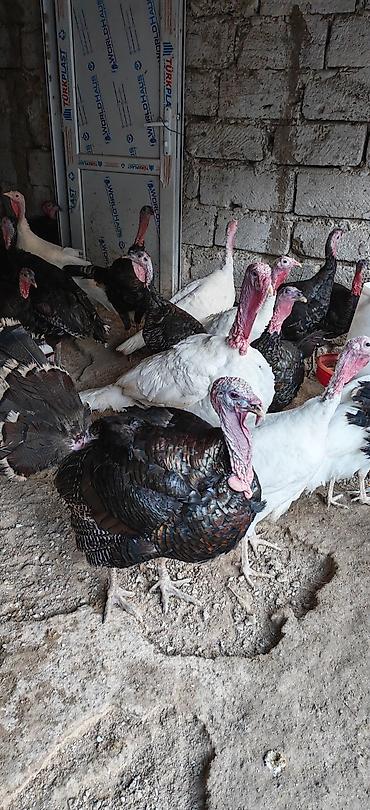 amerkan akita: Erkək, Kanada, Damazlıq, Ünvandan götürmə — 1