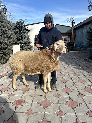 Баран, овца: Продаю | Баран (самец) | Для разведения | Племенные — 8