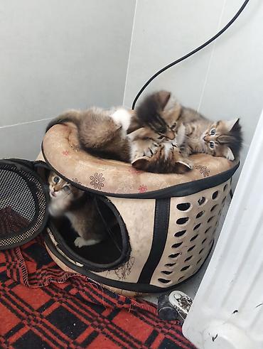 британские кошки: Котята, помет из нескольких малышей. - Окрас: тигровые (табби) и — 9