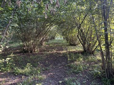 Kirayə torpaq sahələri: Kənd təsərrüfatı -da lalafo.az — 15 Kirayə torpaq sahələri: Kənd təsərrüfatı — 15