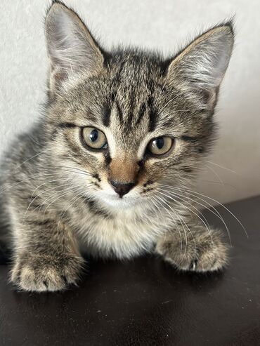 Коты: Европейская короткошёрстная — порода короткошёрстных домашних котов