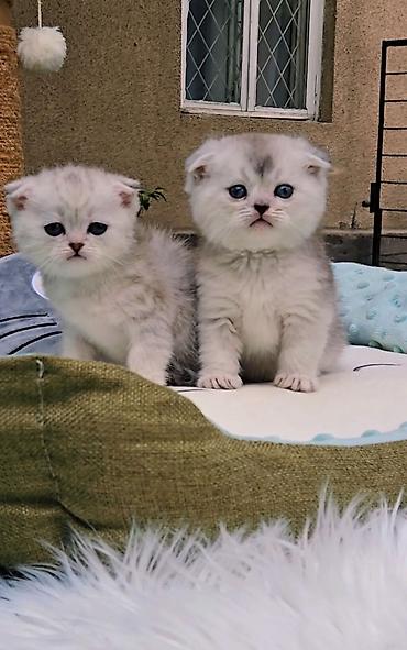 продам вислоухих котят: Шотландские чистопородные котята. Скоттиш фолд и страйт. Ласковые — 8