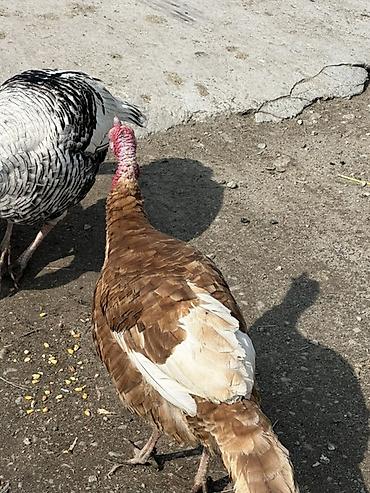 Индюки: Продаю | Индюк (самец) | Для разведения — 3