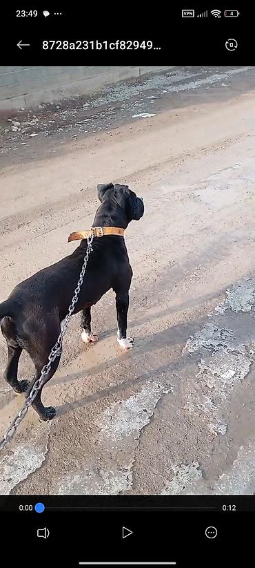 Продажа собак: Питбуль, 7 месяцев, Самка, С прививкой — 8