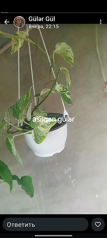 bitki dərmanları satışı: 📲050'898'75'40. Hərnöv🪴Gül Ağaclarin Lənkərandan Sifarişlə Bütün — 4