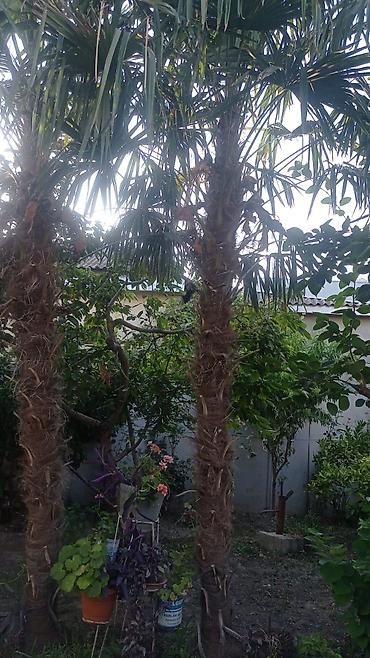 helba bitkisi faydaları: Satılır: dekorativ palma ağacları (Trachycarpus türü) 12 illik palma — 2