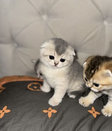 коты шотландский: Шотландские мини-котята 😍. Продам в хорошие руки . Ко всему приучены