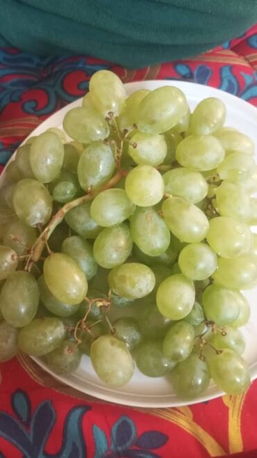 аквариум с рыбками цена бишкек: Виноград at lalafo.kg аквариум с рыбками цена бишкек: Виноград