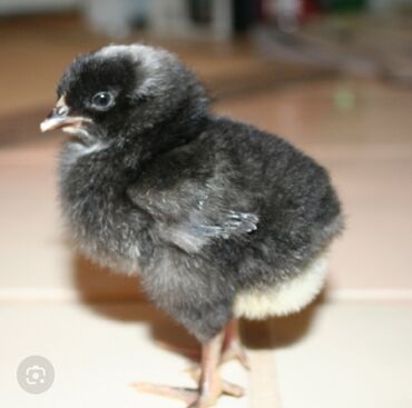 голубь птица: Продаю цыплят породы Плимутрок ! Порода мясо яичная !