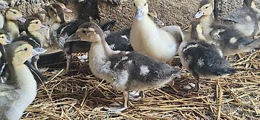 tap az goyercin satisi: Muscovy ördəyi balaları (indi yetişdirilən) - Növ: Muscovy (hind — 3