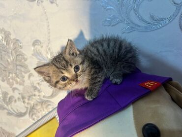 Pişiklər: Britan yastı qulaq, Erkək, Dişi, Yaxşı əllərə, Ünvandan götürmə, Pulsuz çatdırılma, Ödənişli çatdırılma — 143