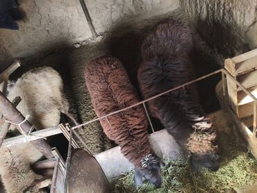 Бараны, овцы: Продаю | Баран (самец) | Полукровка | На забой | Кастрированные at lalafo.kg — 15 Бараны, овцы: Продаю | Баран (самец) | Полукровка | На забой | Кастрированные — 15