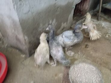 Ördəklər: Məhsul: Ördək balaları Təsvir: - Şəkillərdə müxtəlif rənglərdə (qara — 8