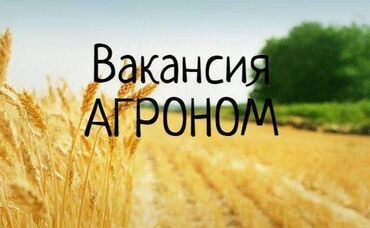 сары таш жасайбыз: Талап кылынат Агроном, Төлөм Бир айда эки жолу