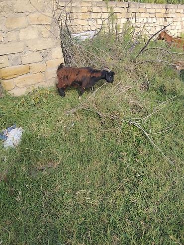 Salam saxlmag sağlam kecleridi qara keçi qiymeti 125 qara erkydi 160