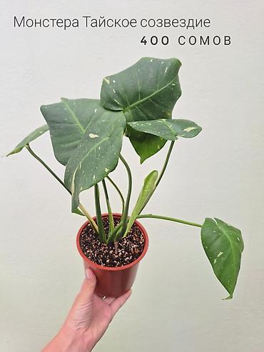 Комнатные растения: 💚 Комнатные растения (детки/молодые растения). 🪴 Названия и цены — 2