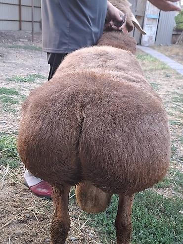 Баран, овца: Продаю | Баран (самец) | Для разведения — 2