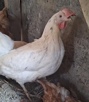 кукуруа: Продаю | Куры | Несушки — 3