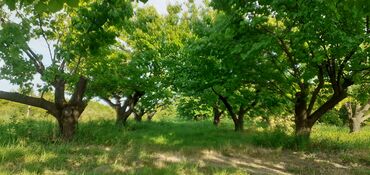 Meyvə və giləmeyvə: Məhsul: Ərik bağı – yetişmiş ərik meyvələri Təsvir: - Şəkillərdə — 2