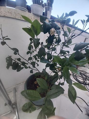 limon sam agaci: Limon ağacı. 40 azn — 1