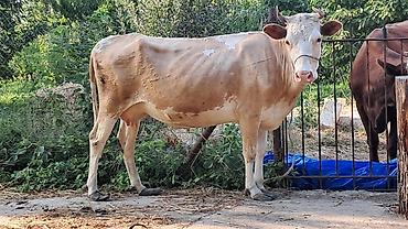 Inəklər, öküzlər: Dişi, Simental, il: 3, 450 kq — 6