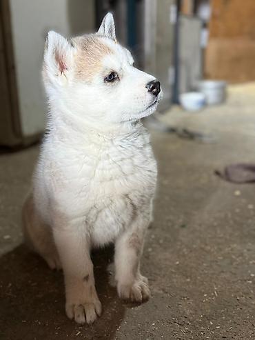 Продажа собак: Хаски, 1 месяц, Самка — 2