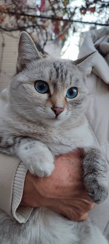Отдам даром кошку: Кошка даром: Беспородная, 4 месяца, Девочка, Проглистована, С прививками, Приучена к лотку
