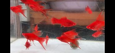 akvarium satışı: İri ölçü Qılıncquyruqlar topdan satılır. Minimal alış sayı 10 — 2