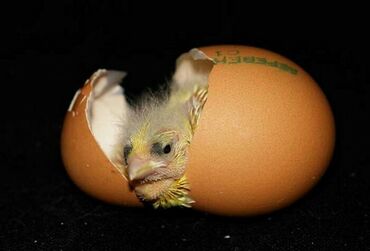 стоимость перепелиных яиц: Услуги. Инкубация яиц сельскохозяйственной птицы