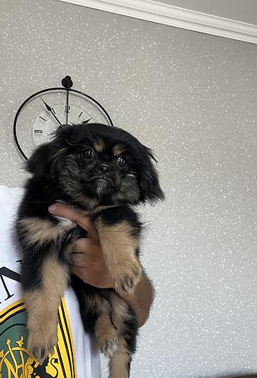 Pekines, 3 ay, Dişi, Peyvəndli, Pulsuz çatdırılma lalafo.az -da Pekines, 3 ay, Dişi, Peyvəndli, Pulsuz çatdırılma