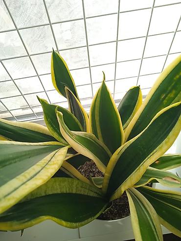 Otaq bitkiləri: Сциндапсус N-Joy — 27