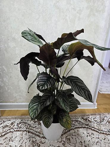 Драцены и Сансевиерии: Сансевиерия (Sansevieria, «щучий хвост») в горшке. Описание: - — 7