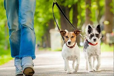 выгул собак бишкек: 🐶 Выгул собак в Бишкеке Мы с другом выгуливаем собак 1–2 часа 🐕‍🦺 ✅ — 1