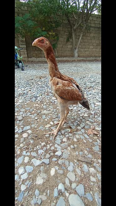 heyrətilər: 4 aya keçən 4 ədəd heyratı satılır. 1 xoruz,3 fərə. Tam sağlamdır.Real — 4